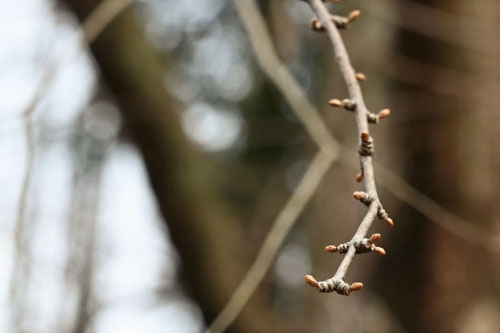 メタセコイア,ラクウショウ,違い