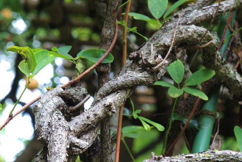 アケビのツル(蔓) 【公式通販】