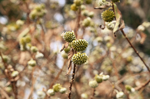 Oriental paper bush,ミツマタ