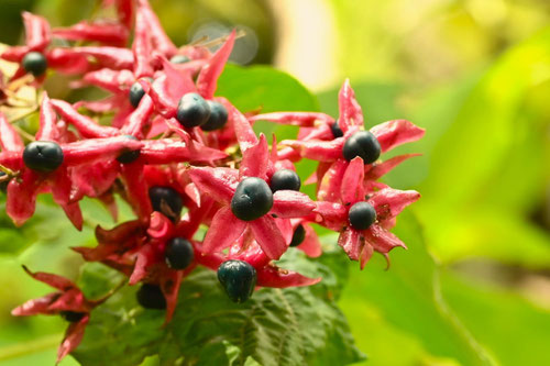 植物の名前,赤い実,あかいみ