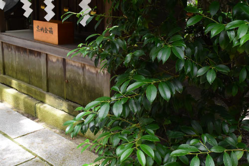 サカキの木,さかき,神棚に使う葉っぱ,種類,榊