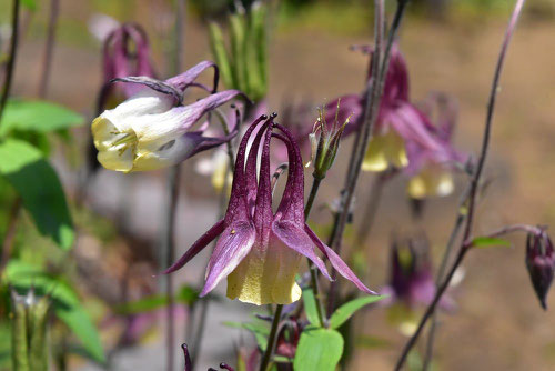 オダマキの花言葉,おだまき
