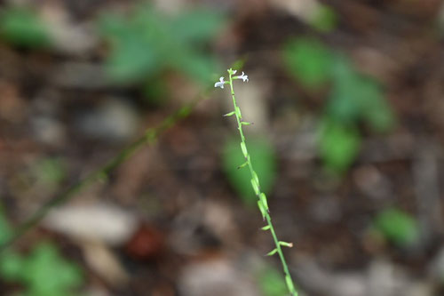 はえとりそう,植物