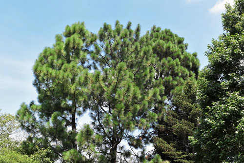 longleaf pine tree,だいおうしょう,ダイオウショウ