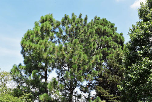 大王松,longleaf pine tree,だいおうしょう,ダイオウショウ