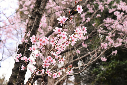 ひがんざくら,ヒガンザクラ,生け花用の桜