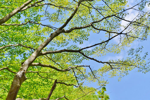 ヤマボウシ,樹木図鑑,やまぼうし,植物