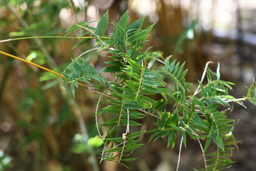 Fern-leaf hedge bamboo　