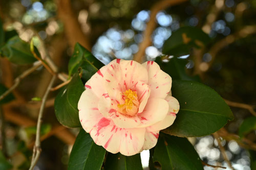 ヤブツバキ,やぶつばき