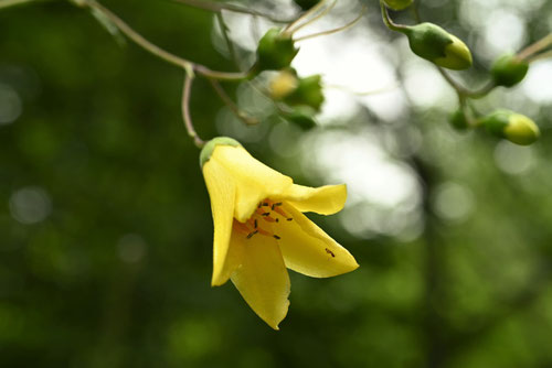 黄色い花が咲く野草,キレンゲショウマ