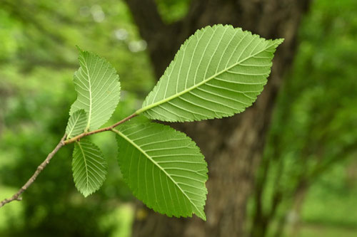 Japanese elm tree