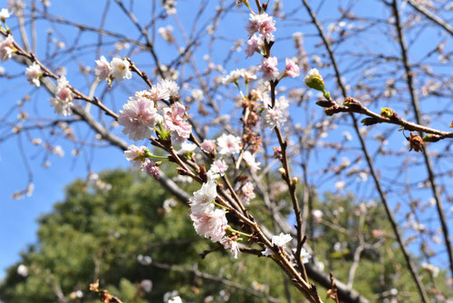 子福桜,画像,こぶくざくら,コブクザクラ