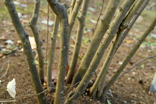 ろうやがき,植物,ロウヤガキ