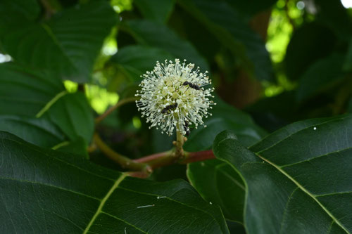 かんれんぼく,開花の様子