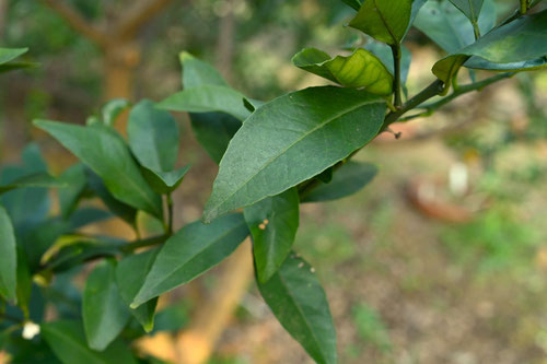 柑子,植物,こうじ