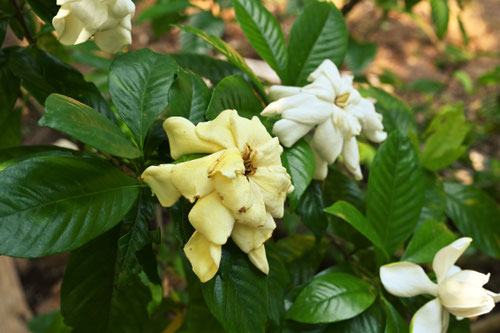 クチナシ,Gardenia,flower