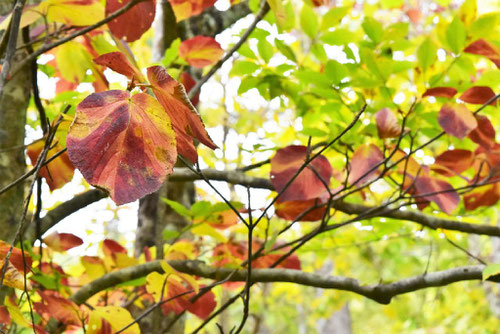 白木,紅葉,しらき