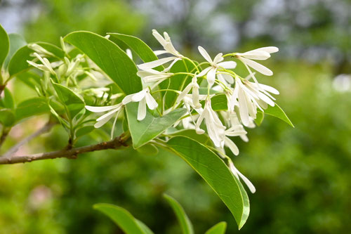 ひとつばたご,植物