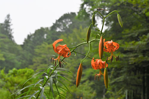 小鬼百合,開花時期