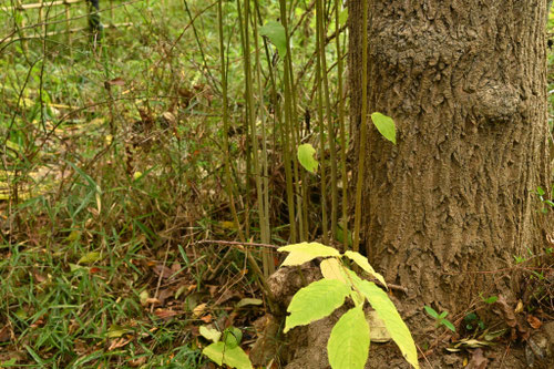 トチュウ茶の木,杜仲,とちゅう,植物
