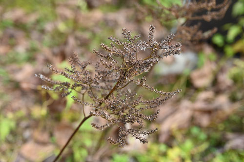 Fingerleaf,Rodgers flower