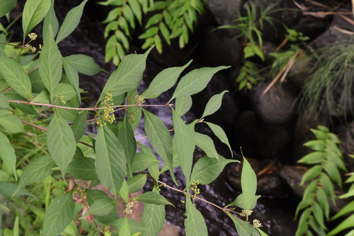 紫式部,植物,木,葉,むらさきしきぶ