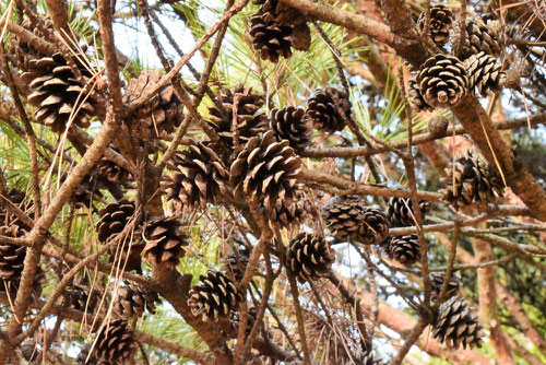 cone of red pine,picture