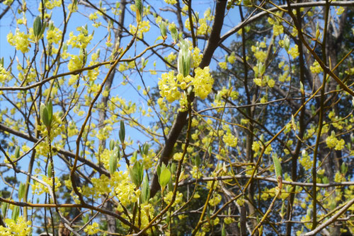 クロモジの木の花,くろもじ,植物