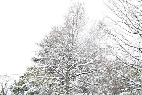 タイワンフウの木,台湾楓,樹木,植物,降雪