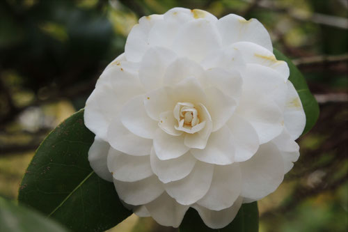 白菊（しらぎく）