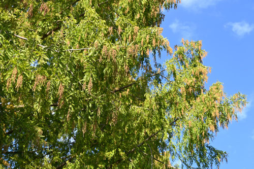 メタセコイア,めたせこいあや,木の実