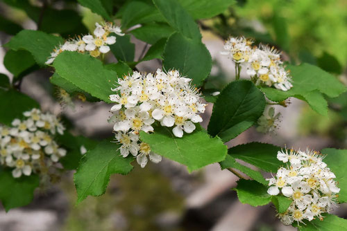 カマツカの花,画像