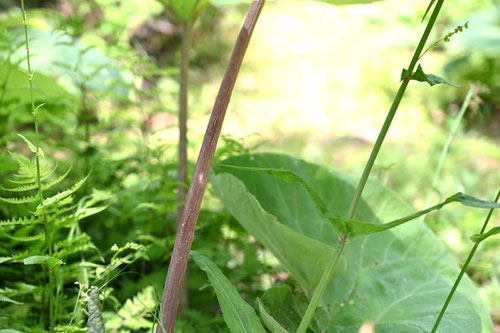 大きなフキ,植物,名前