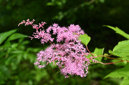 越路下野草,開花