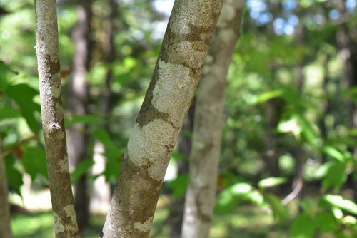 shiromoji tree,trunk