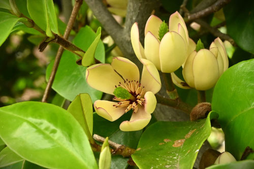 カラタネオガタマ - 庭木図鑑 植木ペディア