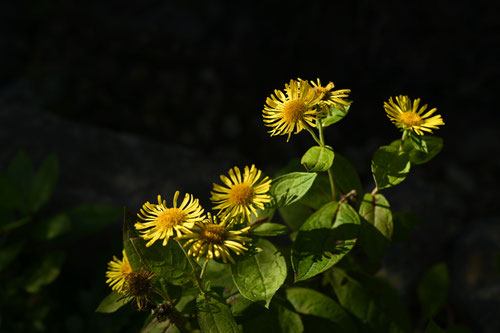 おぐるま,野草,花,オグルマ,尾車