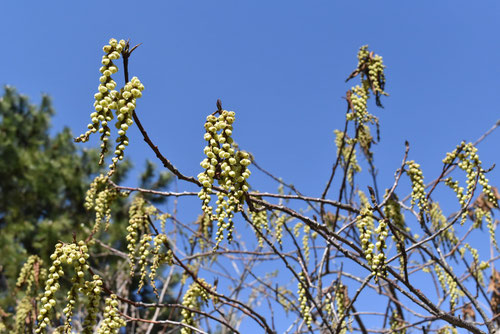 キブシの花,八丈きぶし