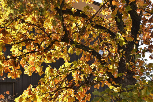槲 紅葉