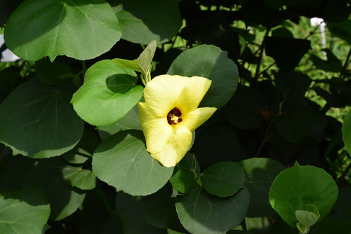 はまぼう,木の花