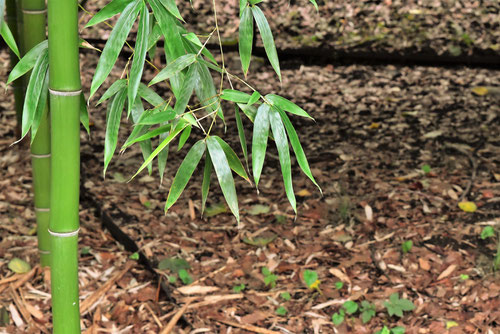 madake,Japanese bamboo