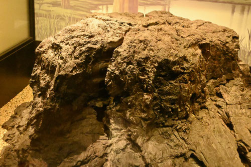 めたせこいあ,メタセコイア,生きる化石