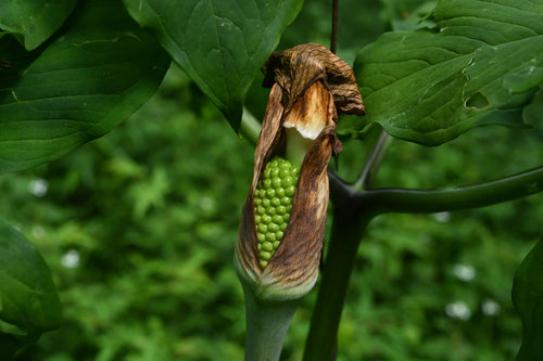 マムシグサ,実,まむしぐさ,種子