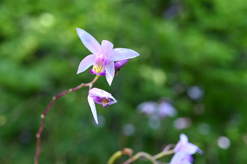 シランの花の色