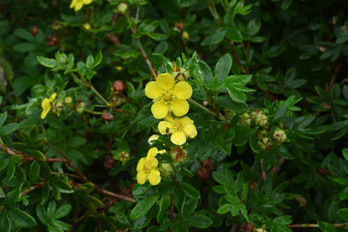 Flowering trees in August in July