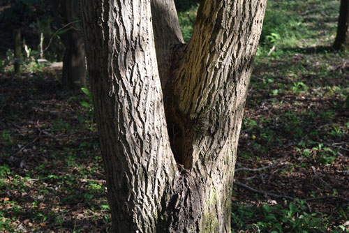 Japanese walnut,picture