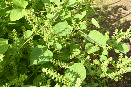 エゴマ,草,えごま.植物