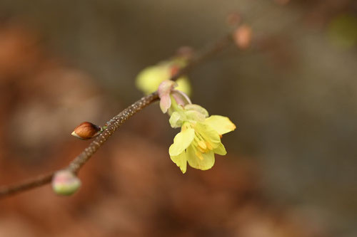 ヒュウガミズキ,ひゅうがみずき,Buttercup winter hazel