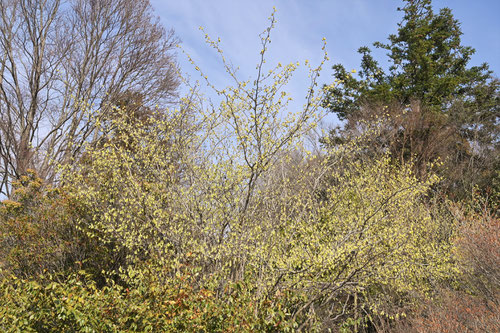 Spike winter hazel,flowers