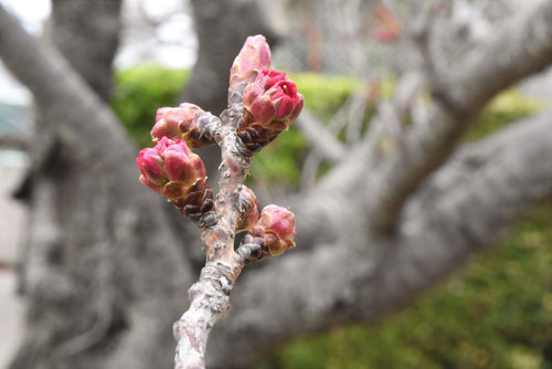 せきやま,桜